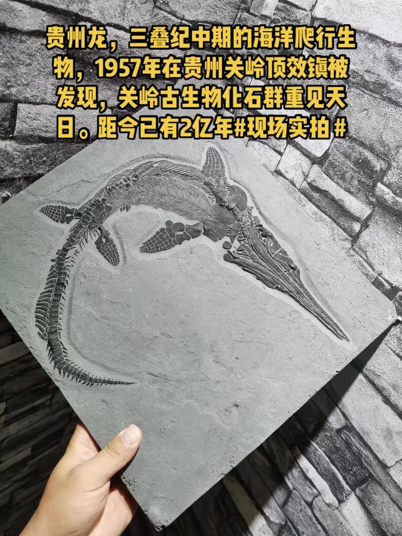 贵州龙化石标本.贵州龙,三叠纪中期的海洋爬行生物,1957年 - 抖音