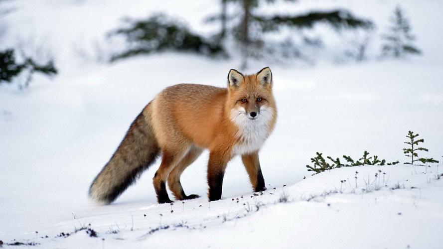 美丽冬季雪地上的可爱狐狸高清图片雪中动物桌面壁纸第一辑