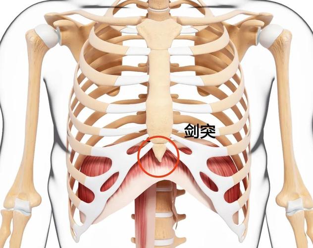 如果结石卡在胆囊管出现严重的发炎,会在剑突下的位置产生强烈的腹痛