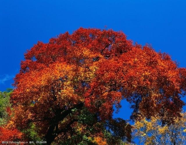 红叶风景树图片
