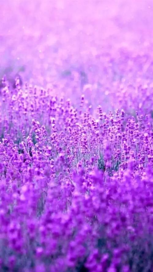 有一种美叫紫色的浪漫你见过吗
