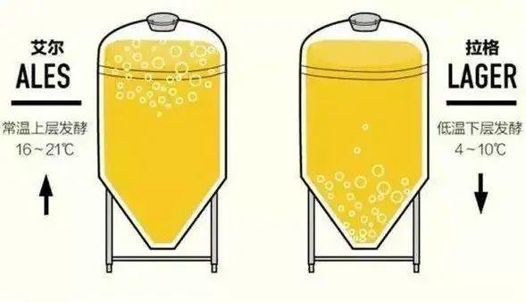 3按发酵方法分(1)顶部发酵(ale 艾尔):使用该酵母发酵的啤酒在发酵