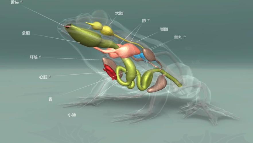生物篇本动画以常见的青蛙种类为例演示了两栖动物的身体结构