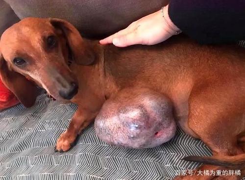 13岁腊肠犬待在路边,身挂肿瘤已3年,主人无力救它只好