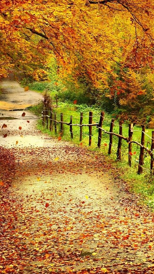 iphone 壁纸 美丽的秋天的景色,树木,黄叶,路径