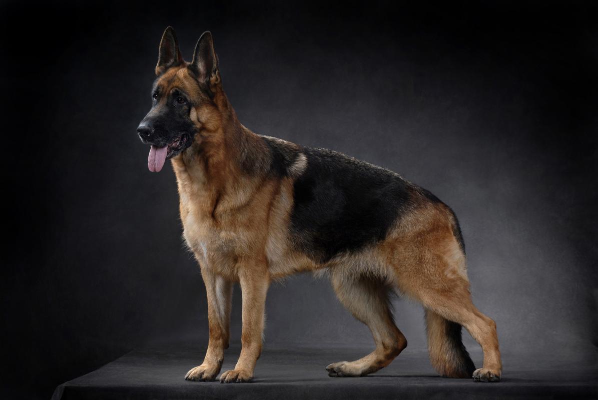 黑背和德牧是两种常见的警犬品种,它们在外貌,性格和用途方面存在一定
