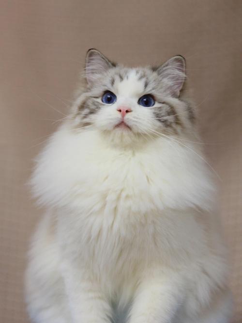 海山双布偶猫丨介绍一下这位是我的梦中情猫