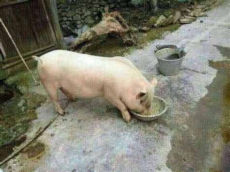 猪吃饭的照片搞笑图片