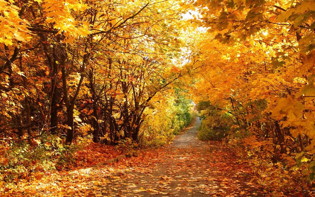 秋天唯美小路风景壁纸_迷人的秋天小路