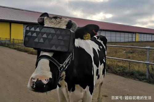 莫斯科地区农业和食品部 上图似乎显示了一头戴着vr眼镜的母牛正在