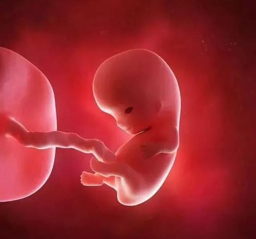 怀孕9周胎儿多大 怀孕9周胎儿稳定了吗