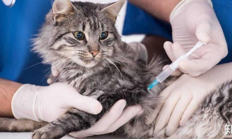 猫咪要怎么打疫苗