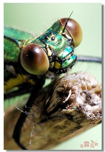 世界上昆虫眼睛最多的是什么动物