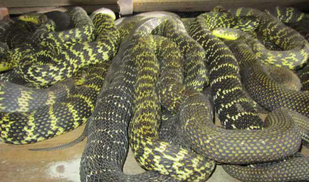 大王蛇是无毒蛇中(除蟒蛇外)长势最快,形体较大的