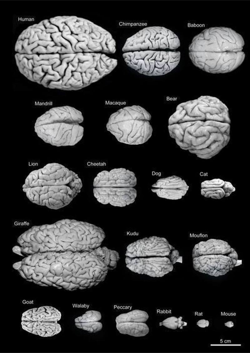黑猩猩大脑和人脑区别