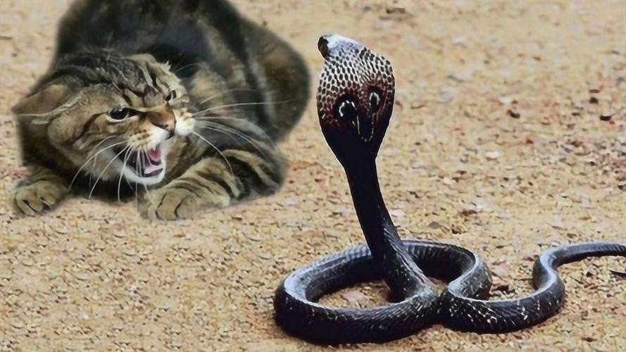 猫凭什么不怕毒蛇打蛇就跟玩似的今天算是长见识了
