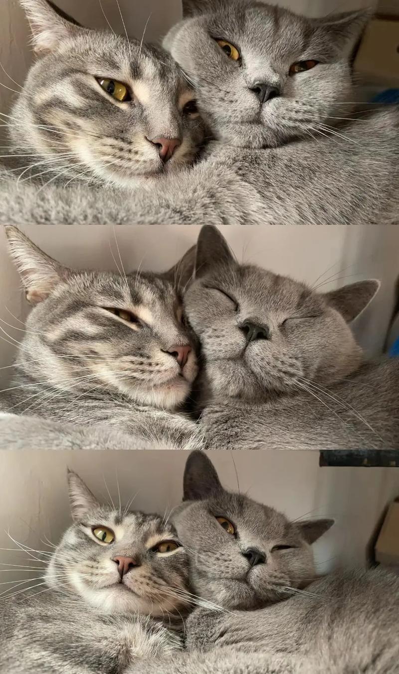 情侣猫 #猫猫壁纸 两个毛孩子相爱相杀 - 抖音