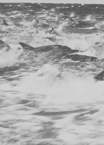 海洋oceannature海豚gif动图_动态图_表情包下载_soogif