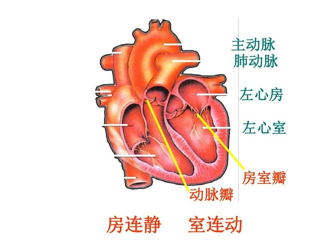 上腔静脉 肺静脉 主动脉 肺动脉 左心房 右心房 右心室 下腔静脉 动脉