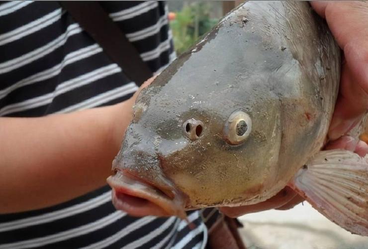 黄河鲤鱼几个鼻孔
