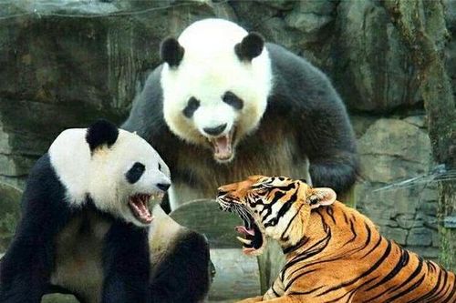 大熊猫咬伤人后会如何处理?当场击毙?你以为