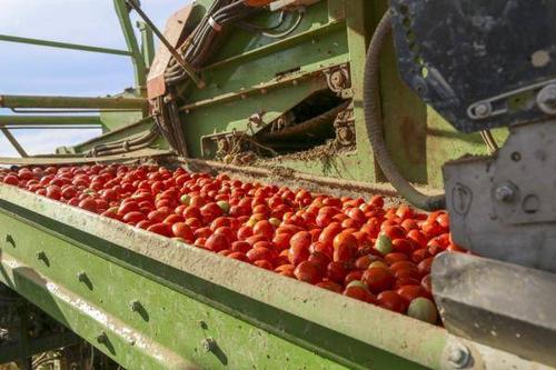 新疆番茄种植现状2020