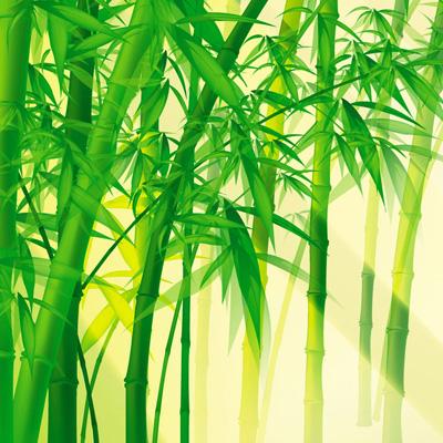竹子头像唯美意境图片 好看的竹子高清微信头像