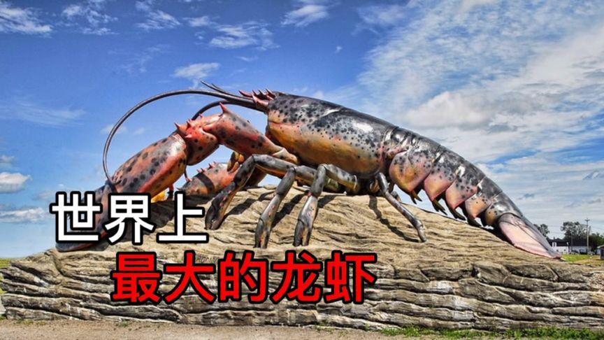世界上最大的龙虾有多大图片