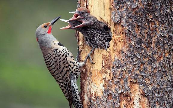 nhk纪录片啄木鸟之家啄木鸟每天敲击树木约为500到600次