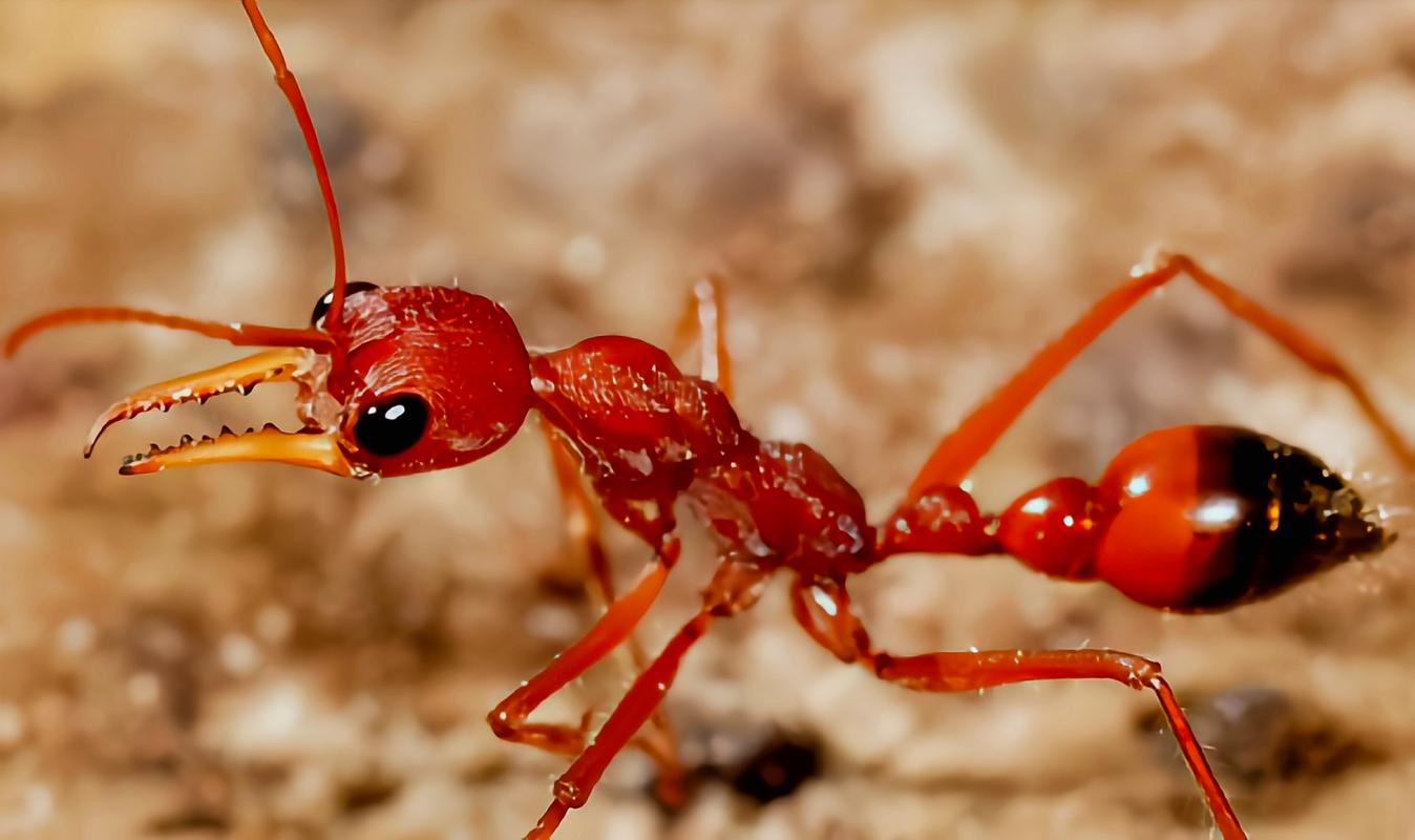 每天认识一种动物——公牛蚁 公牛蚁别名贪食牛蚁,红头牛犬蚁,原产于