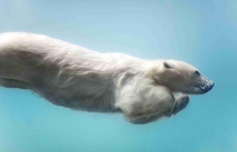 北极熊的每一根毛发都是中空的,皮毛下面的皮肤是黑色的.