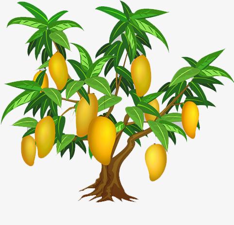 芒果树卡通图片