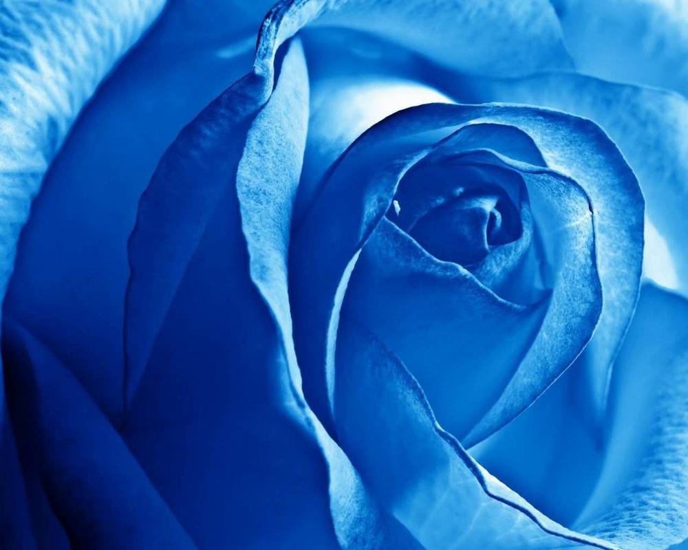 玫瑰花图片蓝色妖姬背景墙