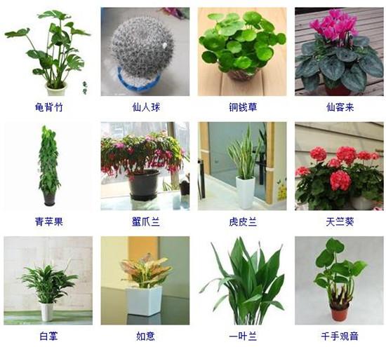 96种室内植物图片及名称室内植物品种大全图片